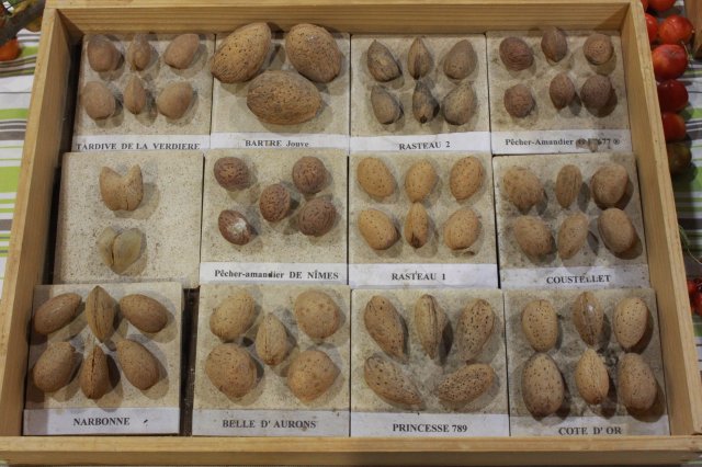 6 paca 71 amandes